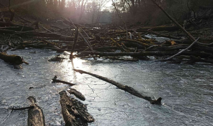 Eis auf dem Altwasser