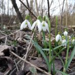 Schneeglöckchen bei Eckartsau