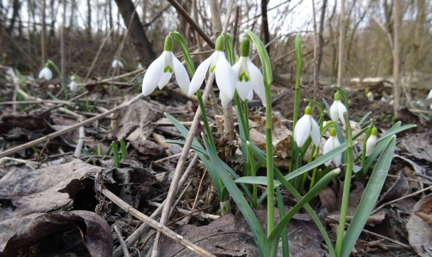 Schneeglöckchen bei Eckartsau