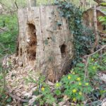 Baumstumpf im Prater