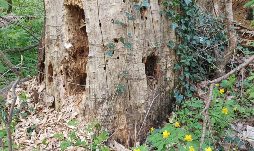 Baumstumpf im Prater