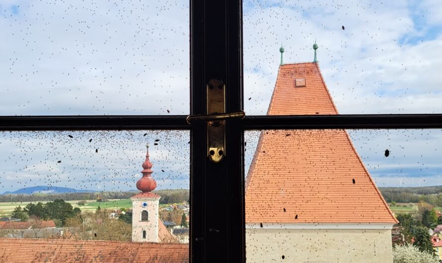 Ein ekliges Fenster