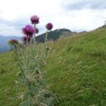 Alpendistel am Hochalmweg