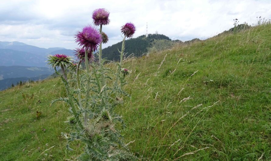 Alpendistel am Hochalmweg