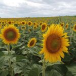 Sonnenblumen bei Bad Pirawarth
