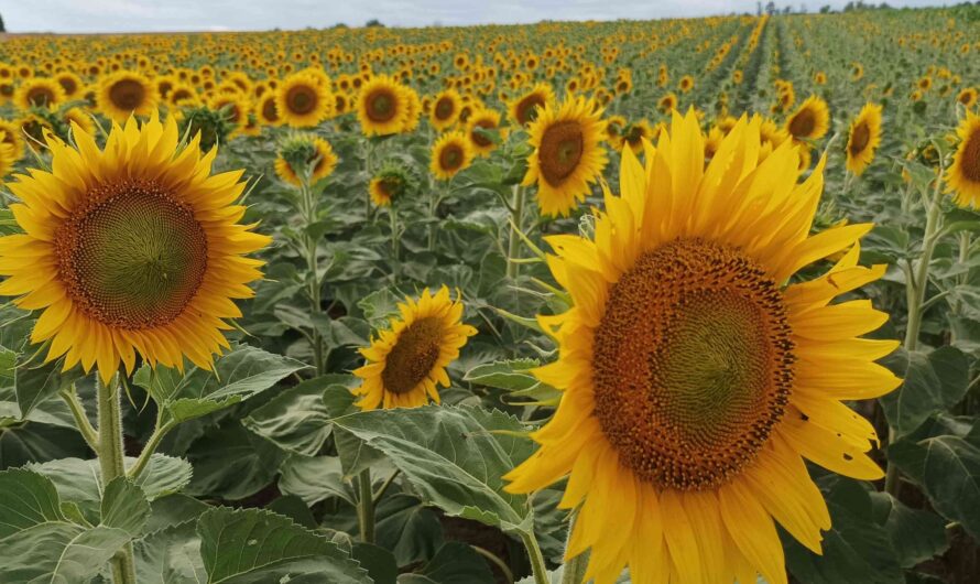 Sonnenblumen bei Bad Pirawarth