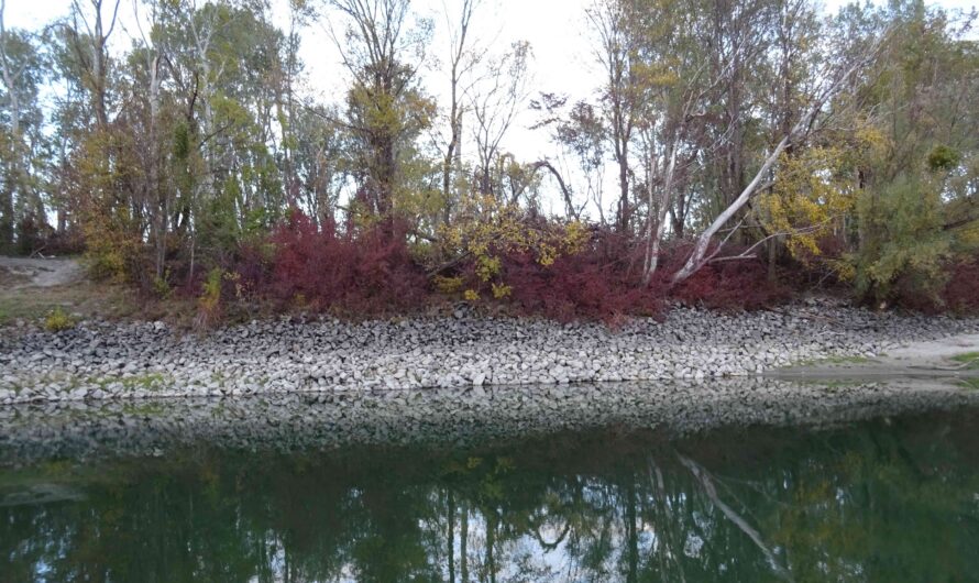 Herbst an der Donau